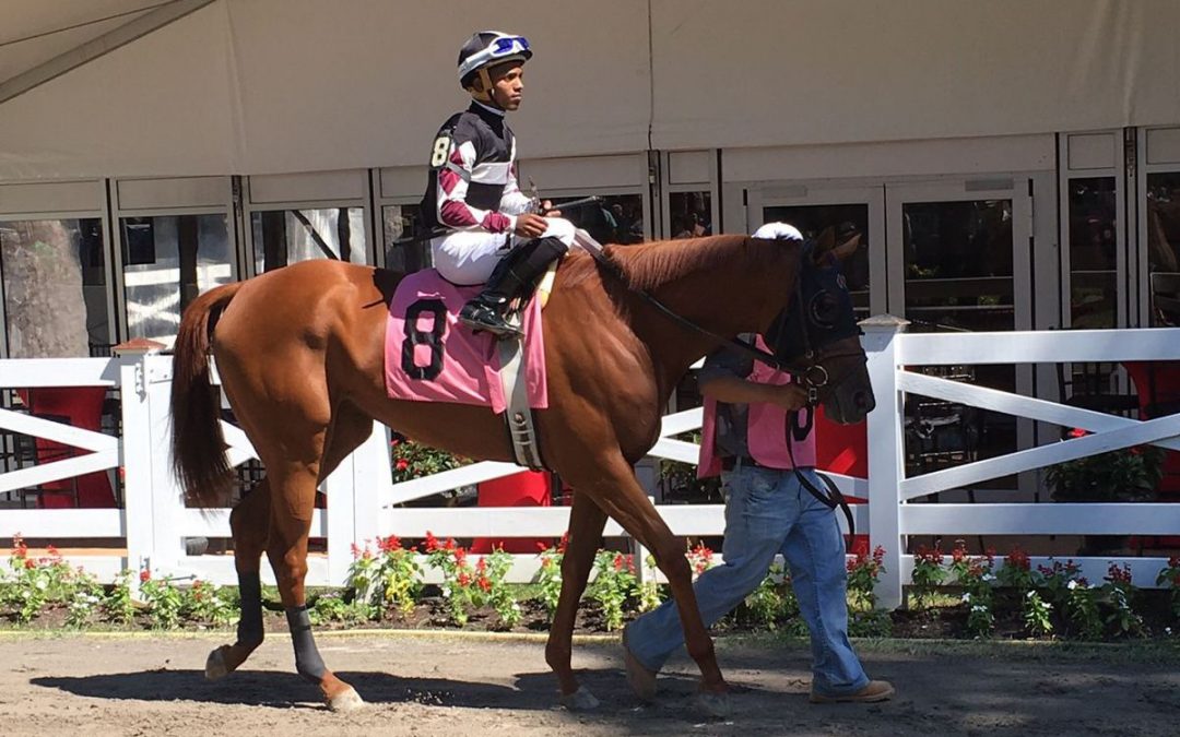 WILL AT THE TRACK: Sagamore Farm makes a splash